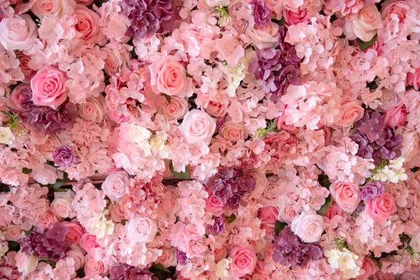 close-up of colorful roses backdrop wall. - fresh cut flowers imagens e fotografias de stock