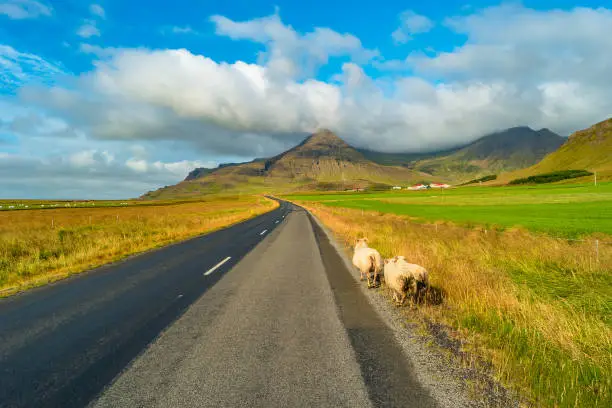 Photo of Sheep at road and Icelandic colorful and wild landscape on Iceland