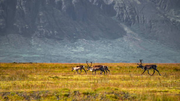 Wild herd of reindeers migrating on South Iceland stock photo