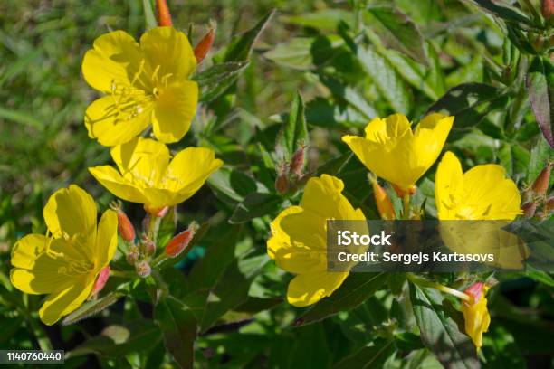 Flowers Of Eveningprimrose Stock Photo - Download Image Now - Evening Primrose, Plant, Beauty