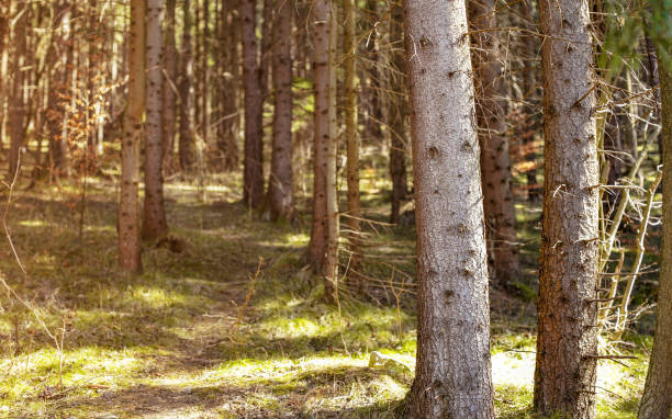 istock Shallow depth of field photo - only front tree trunks in focus, forest on warm spring day, sun shines from side 1140764080