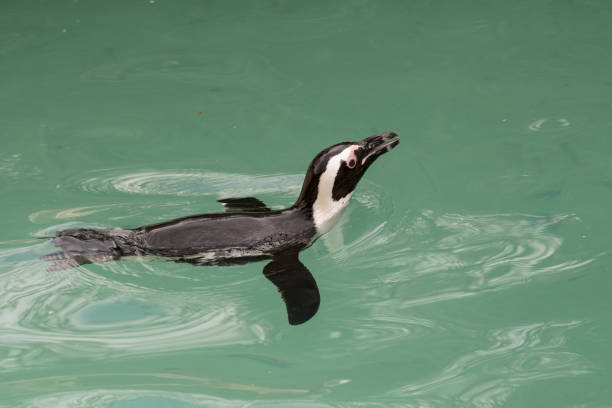 istock african penguin in a zoo 1140764234