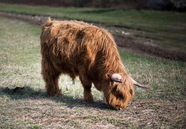 A red-brown Scottish Highland cattle with large horns
