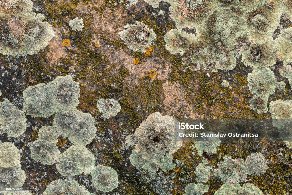 Northern lichen on stone close up - beautiful stone background Abstract Stock Photo