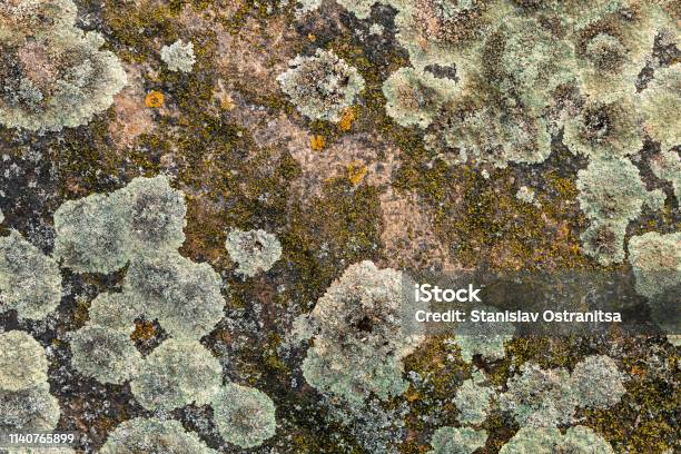 Northern Lichen On Stone Close Up Beautiful Stone Background Stock Photo - Download Image Now