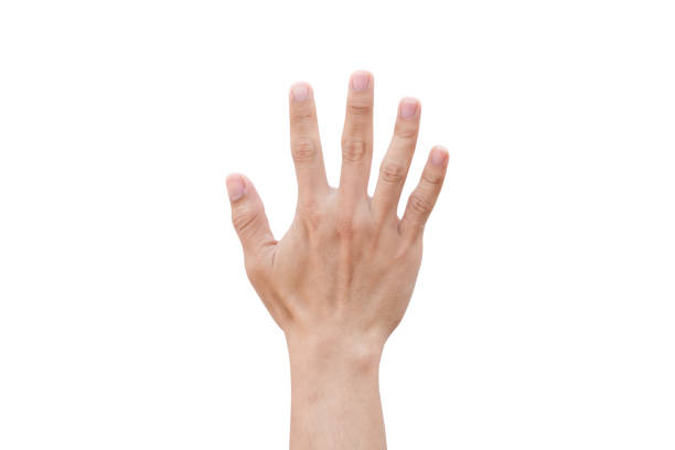 istock Man hand showing five count isolated on white background with clipping path 1140766019