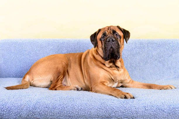 istock big dog bullmastiff animals theme 1140766110