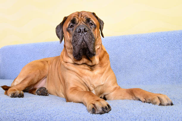 istock big dog bullmastiff animals theme 1140766212