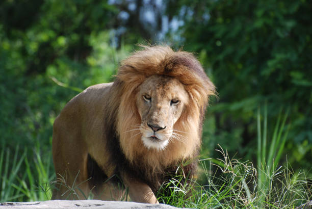 istock Stunning Lion with Thick Mane of Fur 1140766247