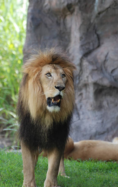 istock Stunning Lion with Thick Mane of Fur 1140766265