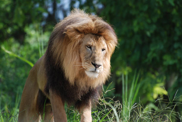 istock Stunning Lion with Thick Mane of Fur 1140766288
