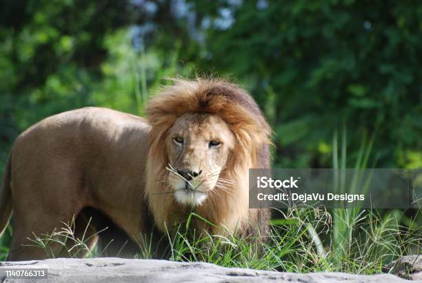 Impresionante León Con Gruesa Melena De Pelaje Foto de stock y más banco de  imágenes de Animal - Animal, Animal macho, . - iStock
