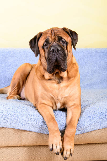 istock big dog bullmastiff animals theme 1140766324