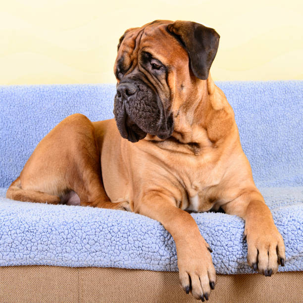 istock big dog bullmastiff animals theme 1140766358