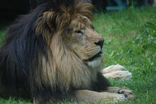 istock Stunning Lion with Thick Mane of Fur 1140766887