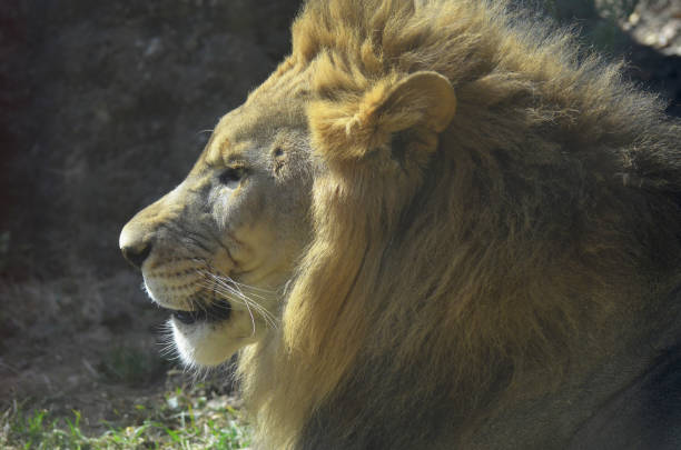 istock Profile of a Lion 1140766907
