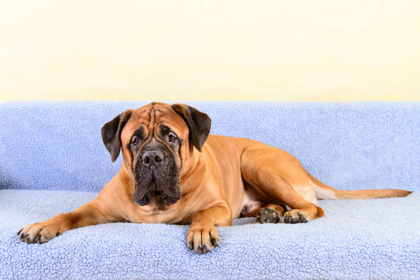 istock big dog bullmastiff animals theme 1140767426