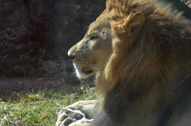istock Profile of a Lion 1140769094
