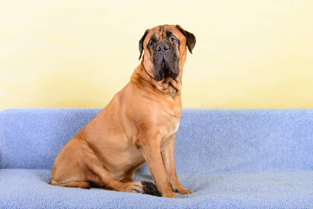 istock big dog bullmastiff animals theme 1140769095