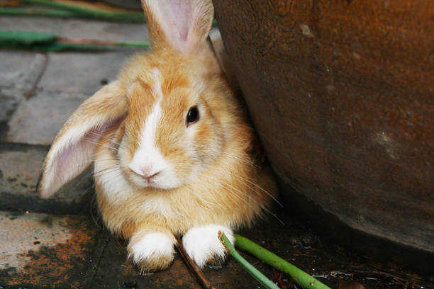 istock Cute Brown rabbit sitting in the garden farm 1140769143