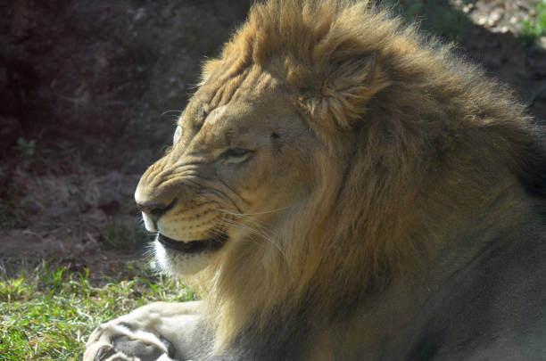 istock Profile of a Lion 1140769656