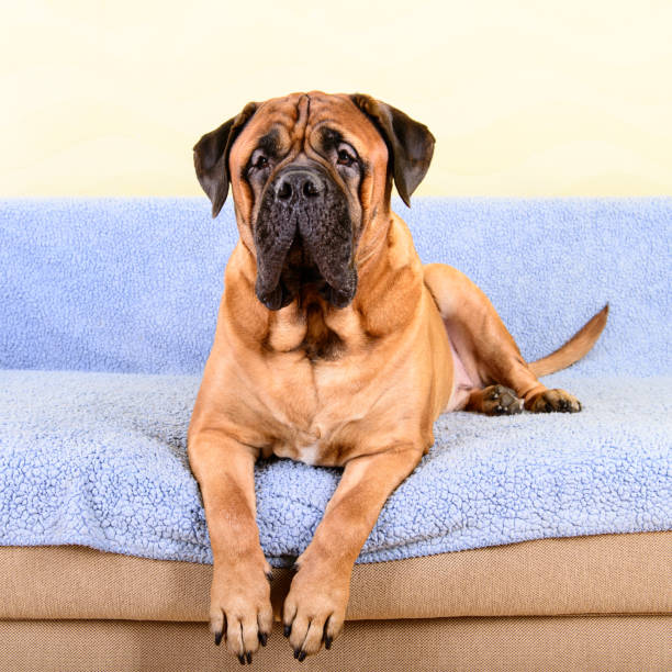 istock big dog bullmastiff animals theme 1140769676