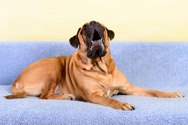 pet bullmastiff dog lying on the sofa and barking