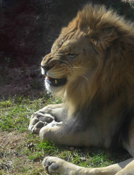 istock Profile of a Lion 1140770786