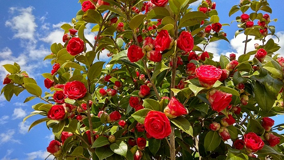 View from below, rose-like flowers at the end of woody branches having serrated, glossy, green leaves.\nBeautiful camellia opened, half-opened & closed red flowers contrast with dense, green foliage.\nLuxuriant camellia blossom in the April sunshine.
