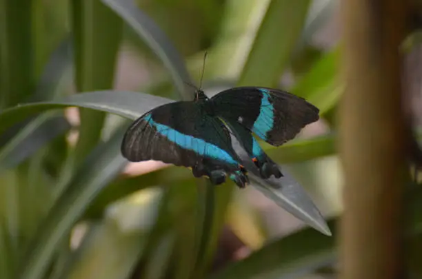 Stunning Colors in this Emerald Swallowtail Butterfly Close Up