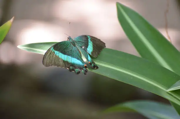 Gorgeous Emerald Swallowtail Butterfly in the Sunlight