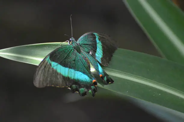 Beautiful Emerald Swallowtail Butterfly with Amazing Colors