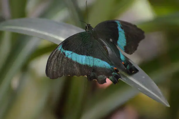 Gorgeous Emerald Swallowtail Butterfly in a Close Up