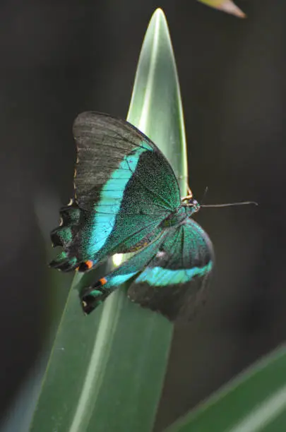Gorgeous Emerald Swallowtail Butterfly Living in Nature
