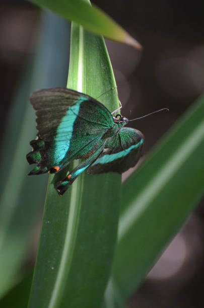 Emerald Swallowtail Butterfly Gorgeous Emerald Swallowtail Butterfly in the Outdoors papilio palinurus stock pictures, royalty-free photos & images