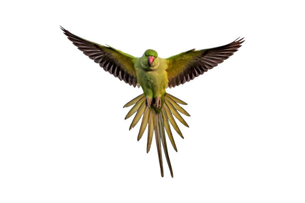 istock Flying green parrot. Isolated bird. White background. 1140774687