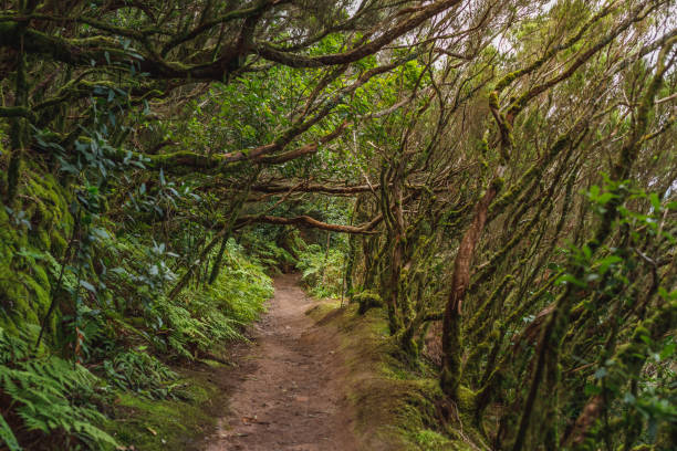 istock forest in Anaga rural park, Tenerife 1140775003