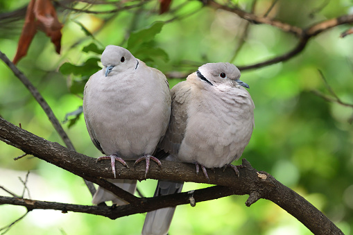 Portrait of a two Eurasian collared doves (streptopelia decaocto) perching on a branch