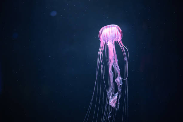istock glowing jellyfish chrysaora pacifica underwater 1140775990
