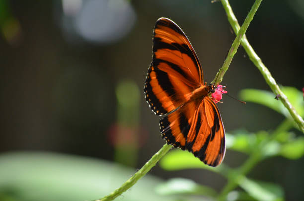 istock Stunning Oak Tiger Butterfly 1140776122