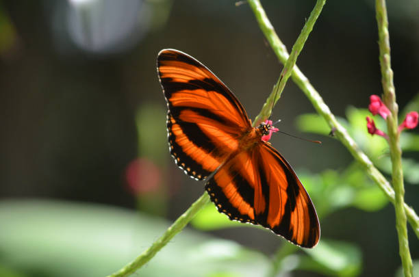 istock Stunning Oak Tiger Butterfly 1140776146