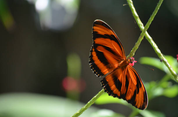 istock Stunning Oak Tiger Butterfly 1140776182