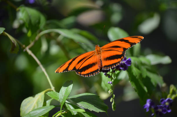 istock Stunning Oak Tiger Butterfly 1140776214