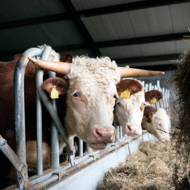 istock white headed hereford bulls in open stable in holland 1140776367