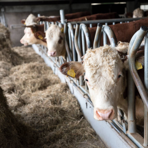 istock white headed hereford bulls in open stable in holland 1140776372