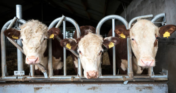 istock white headed hereford bulls in open stable in holland 1140776378