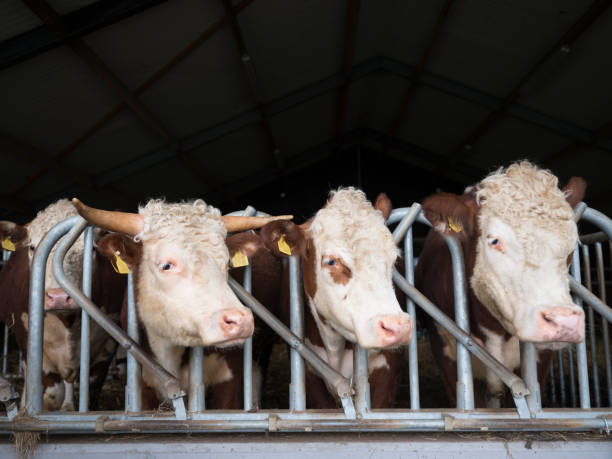 istock white headed hereford bulls in open stable in holland 1140776386