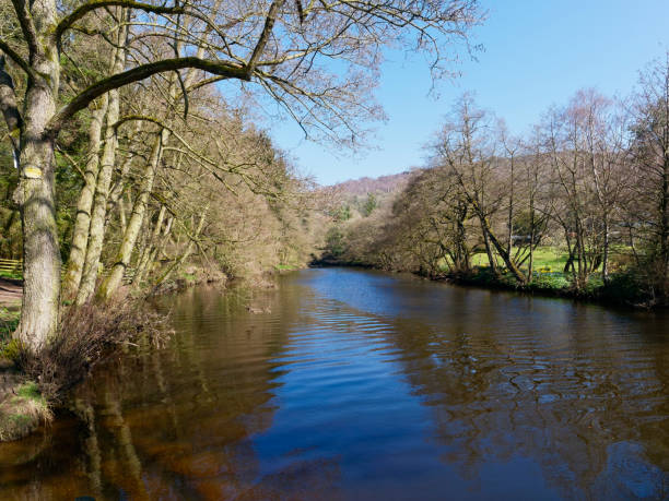 Gently rippled water of the River Derwent flowing between tree lined banks in the Derbyshire Countryside.