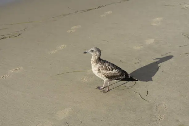 Cute litle seagull walking on the sand in naples florida