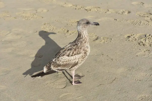 Great photo of a seagull with a cool shadow on the beach sand